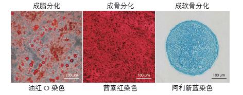 高水平维持hMSCs多向分化潜能