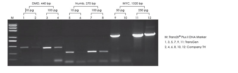  使用TransGen 和Company TH 产品，分别以不同浓度人gDNA 为模板，进行不同基因的PCR 扩增，1.0% 琼脂糖凝胶电泳分析扩增效果。