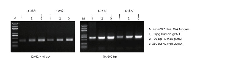 使用不同批次的产品，以不同浓度的人 gDNA 为模板扩增，1.5% 琼脂糖凝胶电泳分析扩增结果。