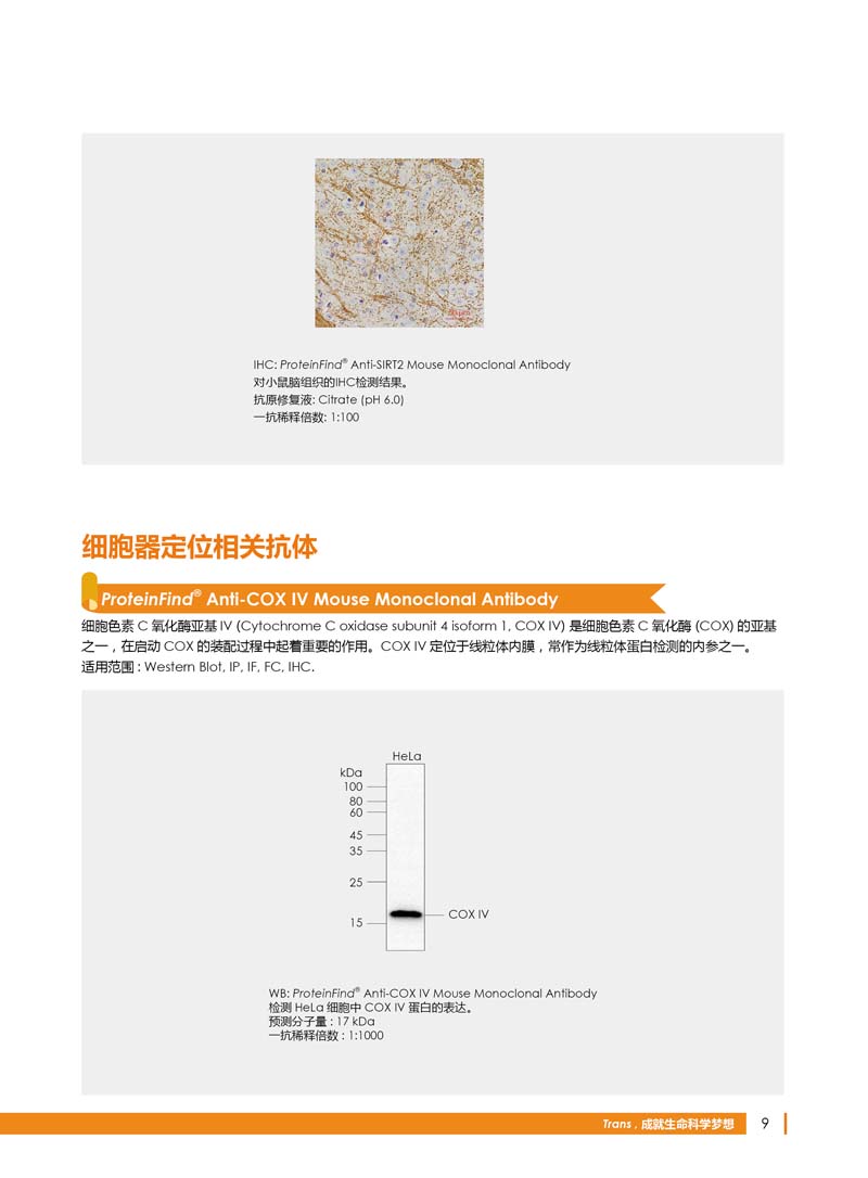 细胞生物学相关抗体新品上市 7.5折钜惠