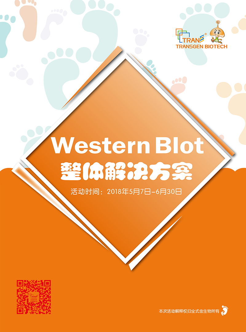 Western Blot金牌产品7.5折大促