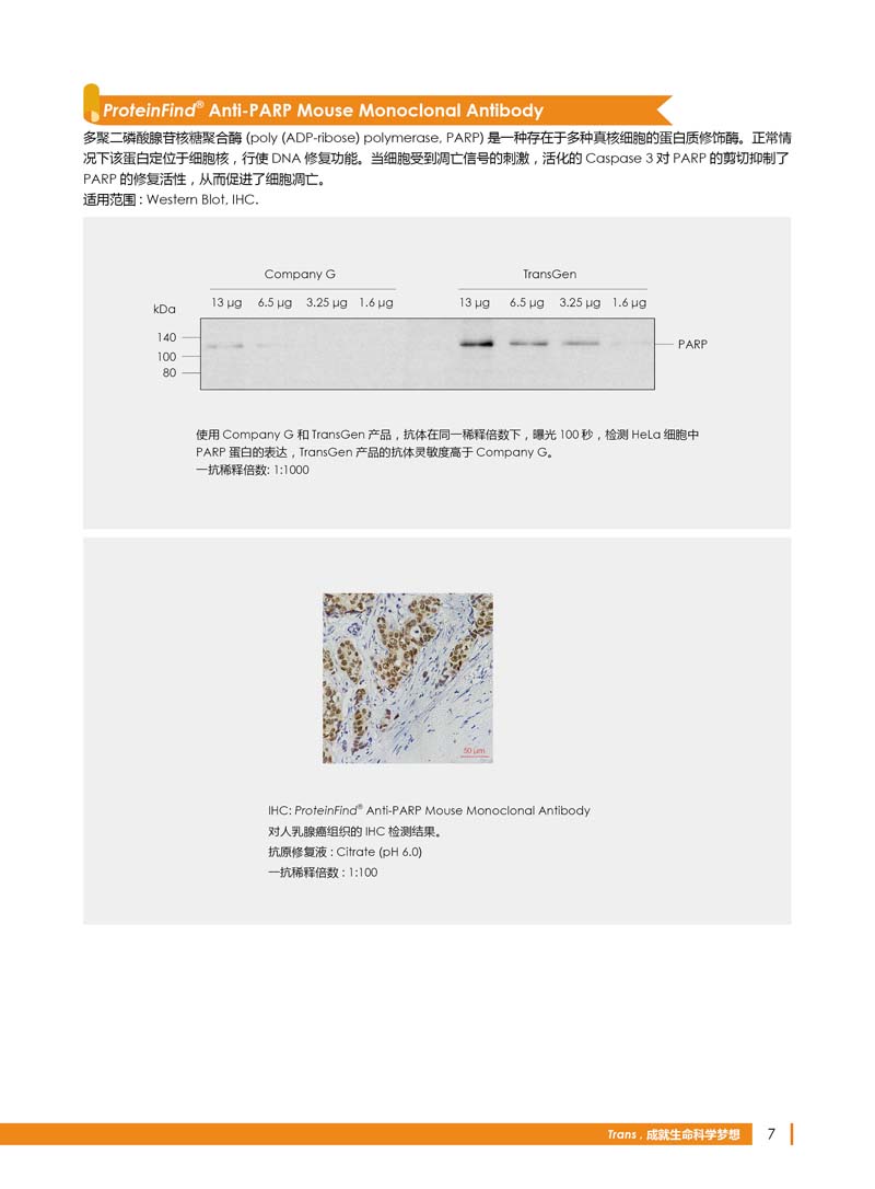 细胞生物学相关抗体新品上市 7.5折钜惠