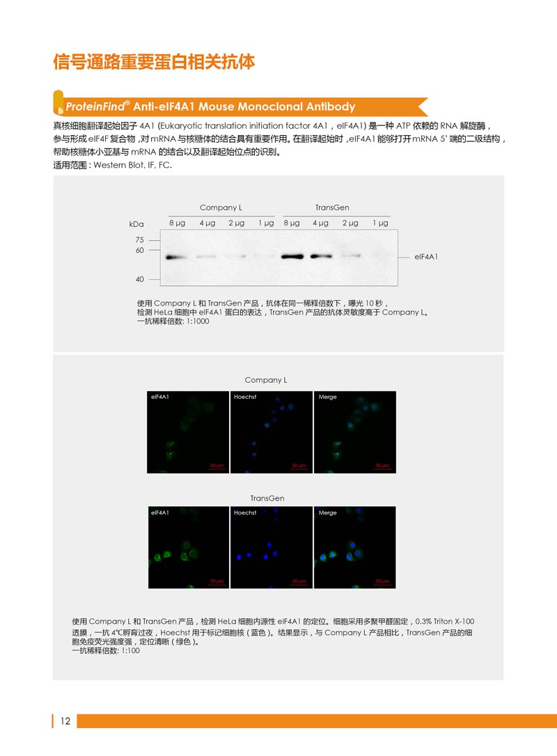 细胞生物学相关抗体新品上市 7.5折钜惠