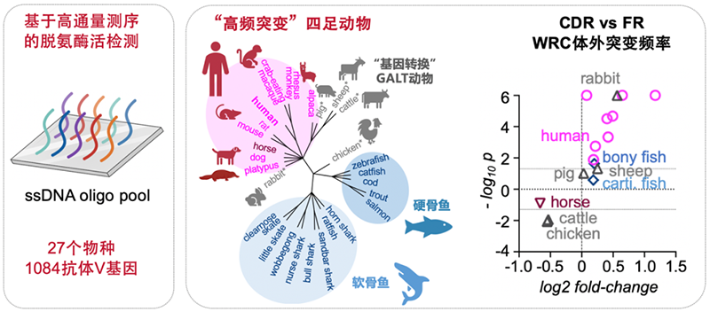 CDR突变偏好具有进化保守性