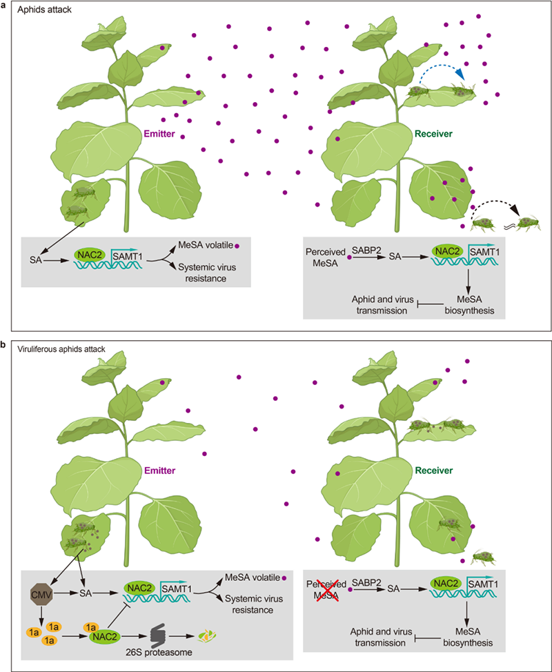 植物气传性免疫的分子机制示意图