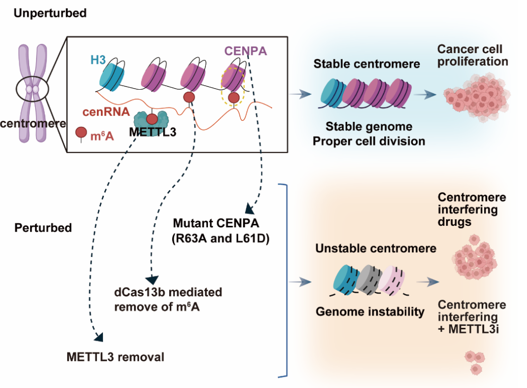 CENPA-m6A-cenRNA调控着丝粒稳态和肿瘤耐药性