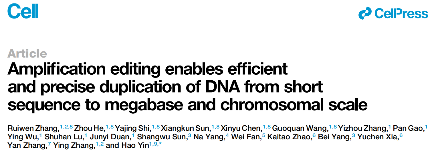 Amplification editing enables efficient and precise duplication of DNA from short sequence to megabase and chromosomal scale