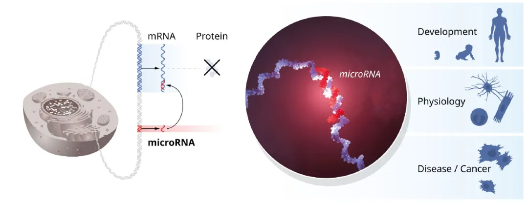 microRNA的开创性发现揭示了基因调控的一个新维度